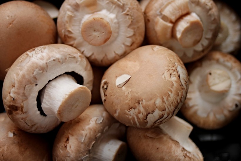 Edible Mushrooms Could Be the Key to Solving World Hunger, Climate Change