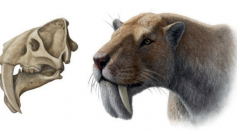 Sabertooth That Roamed South America 3 Million Years Ago Had Large Canine, Pushing Its Eyes to the Sides of the Head [Study]