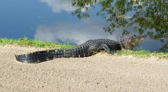 Giant Alligator Crosses Street in Forest Glen Community in Naples [Watch]