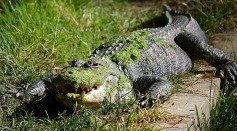 Aggressive 10-Foot Alligator Approaches Kids Playing in St. Petersburg; Residents Call Trapper to Capture the Reptile