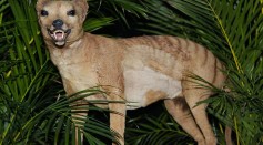 A Tasmanian tiger (Thylacine), which was declared
