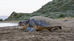 75-Pound Loggerhead Turtle Scheduled for Necropsy to Determine Cause of Death After It Washed Ashore in Oregon