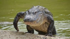 8-Foot Cannibal Alligator Caught Eating Smaller Gator in Florida; How Common Is Cannibalism Among Reptiles?