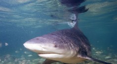 6.5-Foot Bull Shark Reeled in Sydney Harbor; How Aggressive Is the Fish?