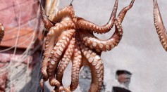 Is Octopus Farming Bad? Expert Explains the Deeply Disturbing Process of Raising These Sentient Species in Industrial Farms
