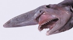 First Goblin Shark Seen in the Mediterranean Sea Was Just a Toy Replica, Embarrassing Scientists