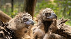 Endangered Vultures Now Back From Extinction in Bulgaria After 36 Years Thanks to a Reintroduction Initiative