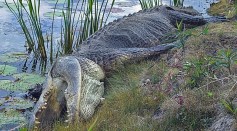 6-Foot Alligator Found Dead With a Gunshot Wound on the Head in Georgia; Wildlife Biologist Shares What Possibly Happened