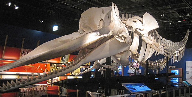 4-Meter Long Sperm Whale Skull Stolen From Museum in Australia