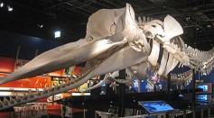  20-Foot Long Sperm Whale Skull Stolen From Museum in Australia