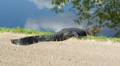 Nuisance 9-Foot Alligator Wrangled From Busy Street; Experts Warn People to Be Vigilant of Gators Ahead of Mating Season