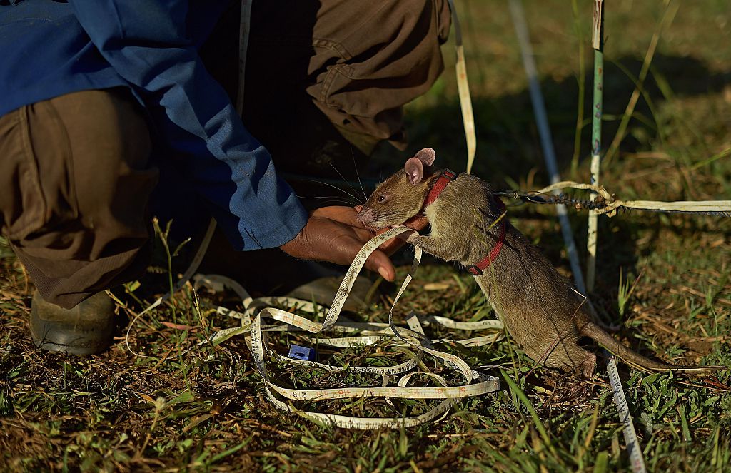 Giant African Pouched Rats Can Open and Close Genitals Throughout Their Adult Life