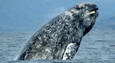 'Tailless' Gray Whale Spotted Swimming Off the Coast of Newport Beach; How Did the Mammal Lose Its Flukes, Survive Without It?