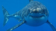 13-Foot, 1,500-Pound Great White Shark Pinged Near Outer Banks as It Migrates North for the Summer