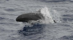 Fisherman Catches 300-Pound Marlin But False Killer Whales Maul It, Leaving A Meatless Head on the Hook [Watch]