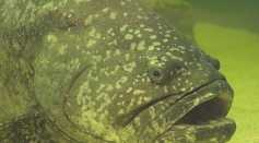 Goliath Grouper Steals Fisherman's Catch, Drags Him Some Distances [Watch]