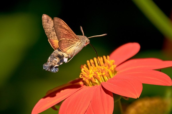 Working the Night Shift: Pollination After Dark