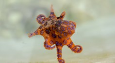 Blue-ringed octopus 