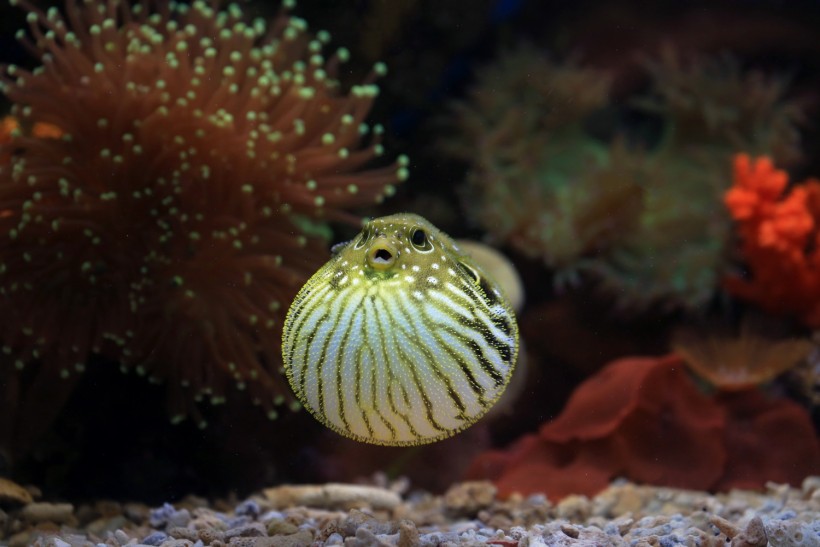 Puffer Fish Poison May Cause Death, But Japanese Serves Them As a Delicacy
