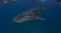 Whale Sharks Can See in the Dark Due to Genetic  Mutation; Light-Sensing Pigment in Retina Works in Dim Environment