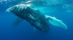Blue Whale 