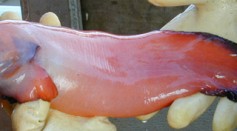 Deepest Fish Found Off the Coast of Japan Has a Face Only a Mother Could Love With Its Tadpole-Like Shape, Gelatinous Bodies