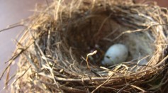 Egg Nest 