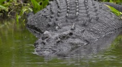 14-Foot Crocodile Dubbed Croczilla Is the Largest in Everglades; How Long Can Crocs Grow?
