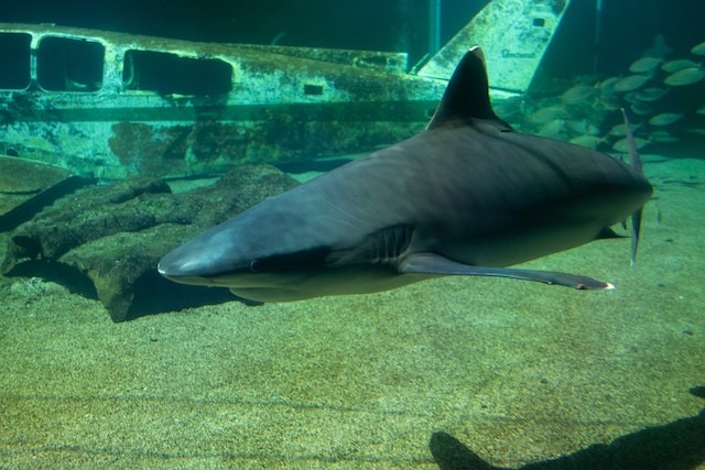 14-Foot Smalltooth Sand Tiger Shark Washed Up on Irish Beach, Second Case in UK in 2023; Is This Rare Specie Aggressive?