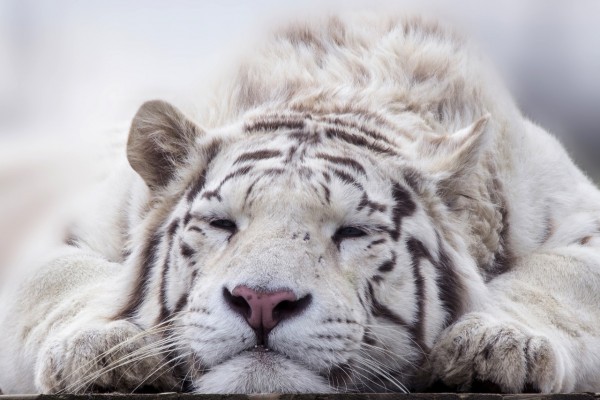 Can Bengal tigers live in the Arctic? - Tiger-Universe