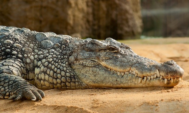 Fisherman Escapes 15-Foot Crocodile by Gouging Beast's Eyes; How to Survive a Croc's Attack 