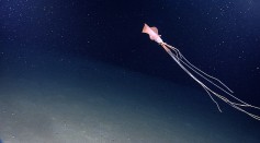 Rare Bigfin Squid Spotted in Lost City Hydrothermal Vent Field [Watch]