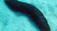 Sea Cucumber Shoots Silky, Sticky Substance From Its Butt to Defend Itself From a Crab [Watch]