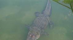 8-Foot Alligator Caught Swimming in a Pool in Florida; Why Gators Love Water?
