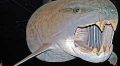 Like a Cross Between Giant Catfish, Great White Shark With the Most Powerful Bite Than Any Fish [Study]