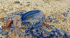 Thousands of Strange Blue Blobs Not Portuguese Man O'War Washed Up on California Beaches; What Are They?