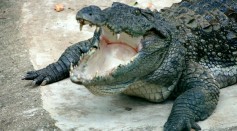 4-Meter Crocodile Beheaded Sparked Fury; What's At Stake in Deliberate Harming of Crocs in Queensland