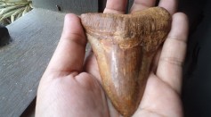 Half-Palm-Sized Tooth Found in Prince George Belongs to Prehistoric Megalodon [SEE PHOTO]