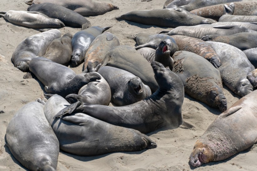 Elephant Seals Can Sleep 1,200 Feet Under the Ocean Without Drowning During Their Deep Dives 