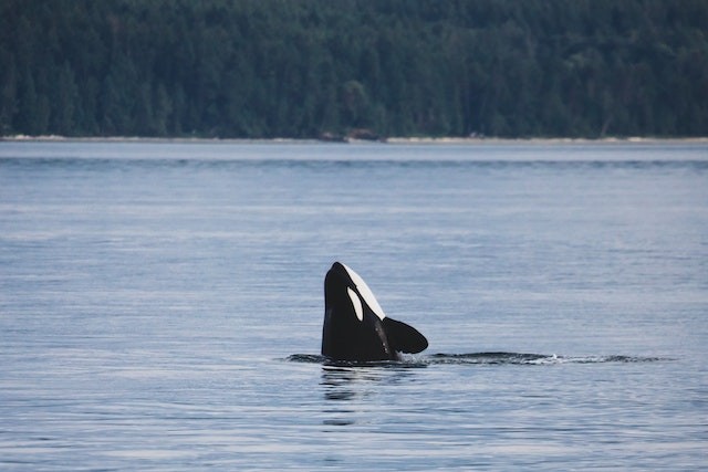 20-Foot Male Killer Whale Shows Off Hunting Tactic by Catching 6.5-Foot Sea Lion [Photos]