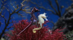 Seahorses Have 2 Spring-Like Tendons That Enable Its Powerful 'Gulp' to Draw in a Mouthful of Prey [Study]