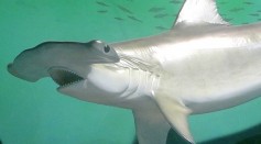 14-Foot Hammerhead  Washes Up on Alabama Beach, Pregnant With 40 Shark Pups