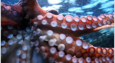 Octopuses, Squids Taste the World Differently Based on Their Lifestyle Despite Similarly Having Special Receptors in Their Suckers