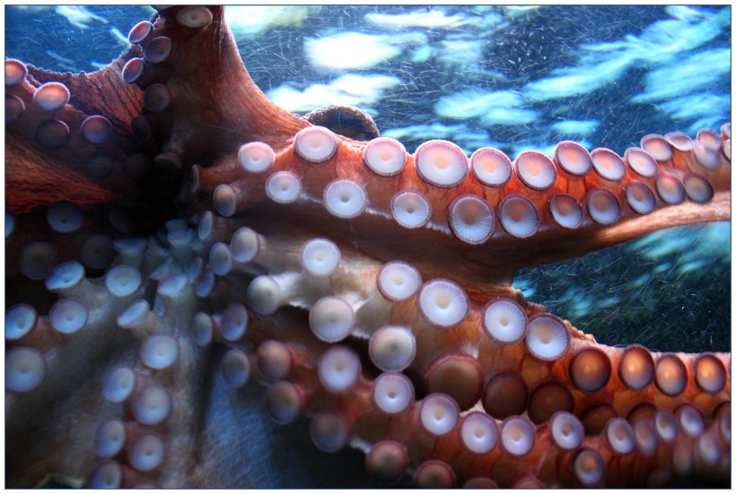 Octopuses, Squids Taste the World Differently Based on Their Lifestyle Despite Similarly Having Special Receptors in Their Suckers