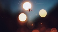 Are Insects Attracted to Light? Science Says 'No'