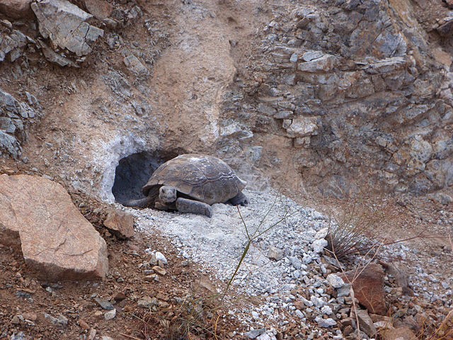 Las Vegas' Popular Tortoise Mojave Max Emerges From Winter Burrow Marking Earliest Spring in  Decades