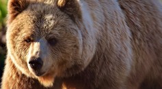 First Fatal Bear Attack in Italy Kills a Jogger: What Cause These Unfortunate Encounters With These Big Furry Mammals?