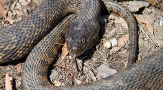 Huge Snake Devours Fish Larger Than Its Jaw; How Common Are Pescatarian Serpents?