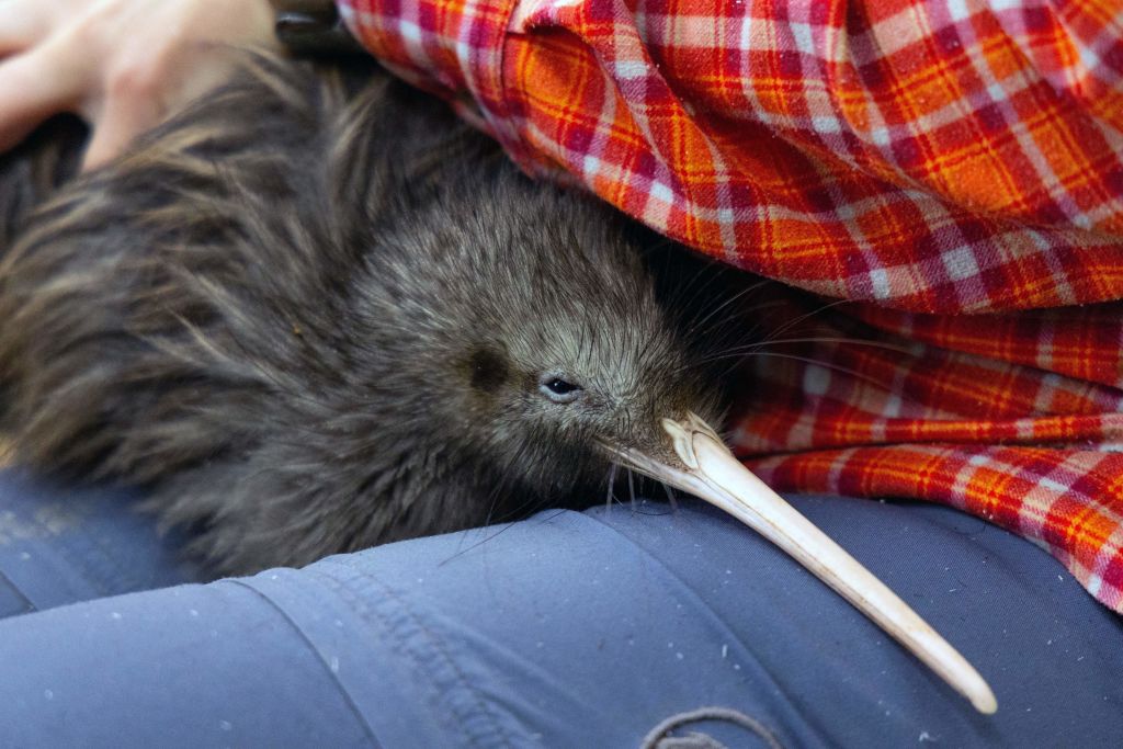 new-zealand-to-actively-protect-its-national-bird-icon-kiwi-how-many