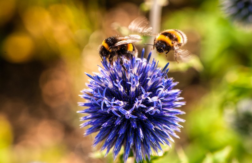 Solitary Bees at Risk From Urban Beekeeping: How Commercialization Affects Their Biodiversity